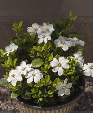 Gardenia Kleims Hardy