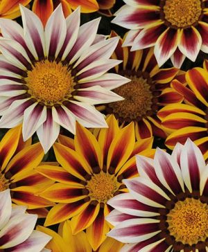 Gazania Tiger Stripes Mix