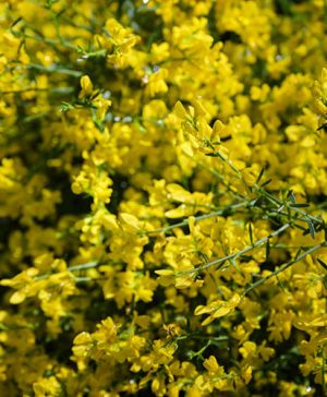 Genista Lydia