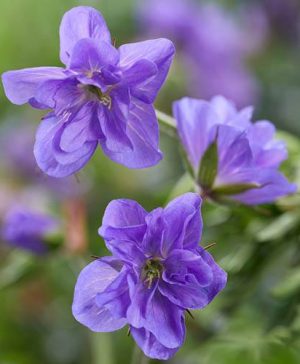 Geranium Azure Skies