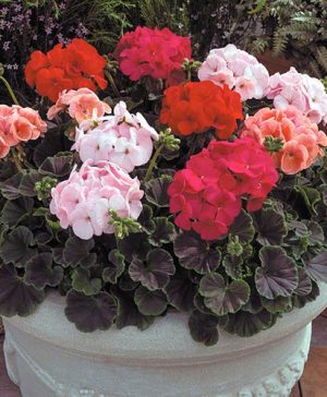 Geranium Bullseye Mix