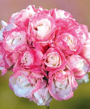 Geranium Rosebud Appleblossom