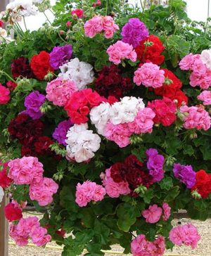 Geranium Rosebud Trailing Collection