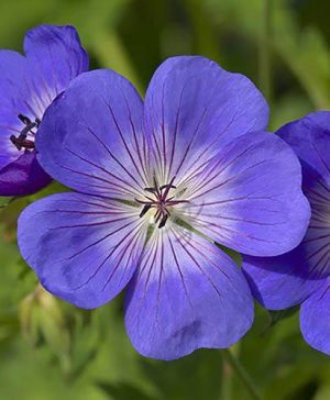 Geranium Rozanne