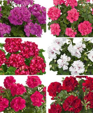 Geranium Trailing Collection