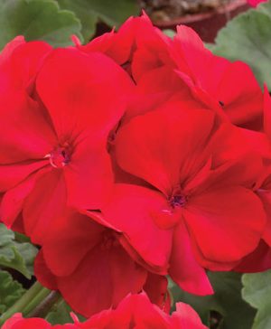 Geranium Ultimate Red