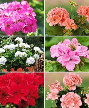 Geranium Zonal Collection