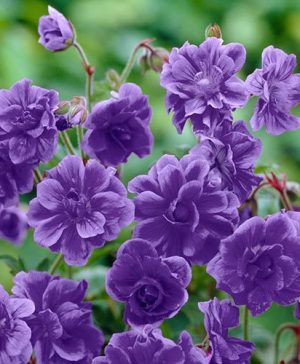 Geranium himalayense Plenum (Birch Double)