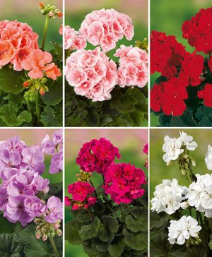 Geranium zonal Grandeur Collection