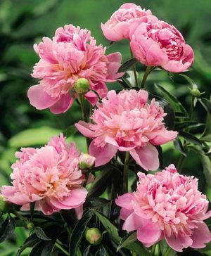 Giant Peony Sarah Bernhardt