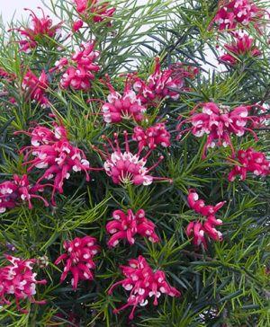 Grevillea Canberra Gem