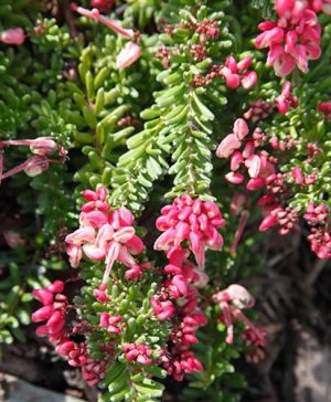 Grevillea Mount Tamboritha