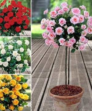 Half Standard Roses Collection 80-90cm tall