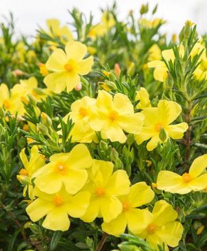 Halimium April Sun in 2L Pot