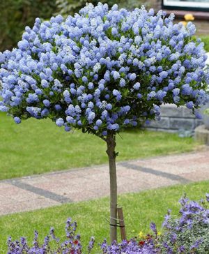 Hardy Ceanothus Standard Californian Lilac