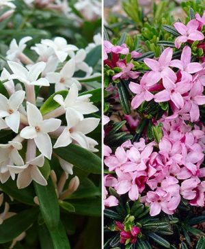 Hardy Fragrant Daphne Collection - Pink Fragrance & Eternal Fragrance (AGM).