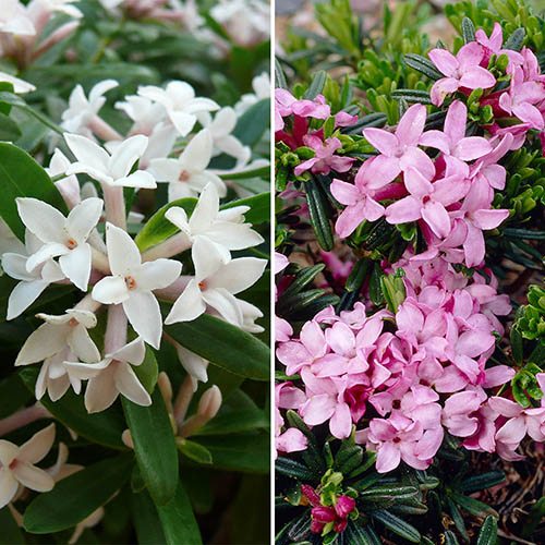 Hardy Fragrant Daphne Collection - Pink Fragrance & Eternal Fragrance (AGM).
