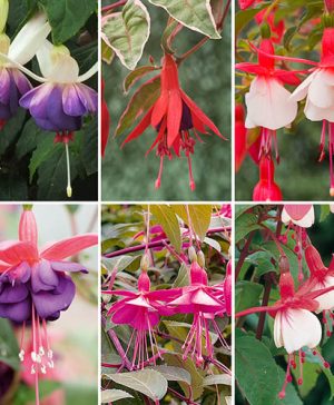 Hardy Fuchsia Collection