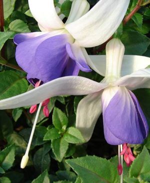 Hardy Fuchsia Deltas Sarah