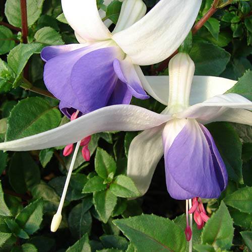 Hardy Fuchsia Deltas Sarah