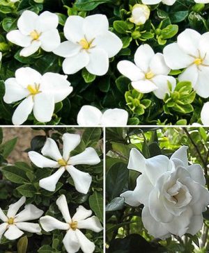 Hardy Gardenia Collection