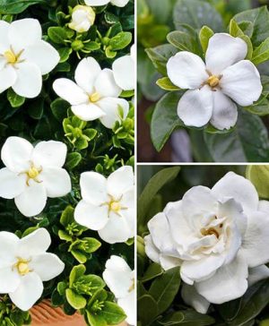 Hardy Gardenia Collection - Kleims hardy