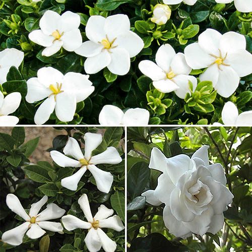 Hardy Gardenia Collection