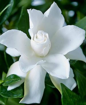 Hardy Gardenia jasminoides Celestial Star