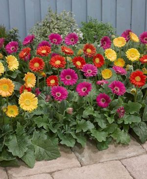 Hardy Gerbera Garvinea Sweet series x 6 plants in 7cm pot