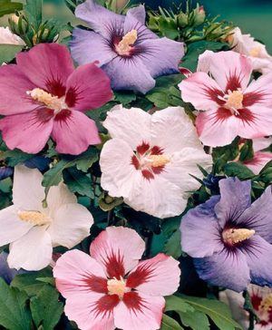 Hardy Hibiscus Syriacus Mixed