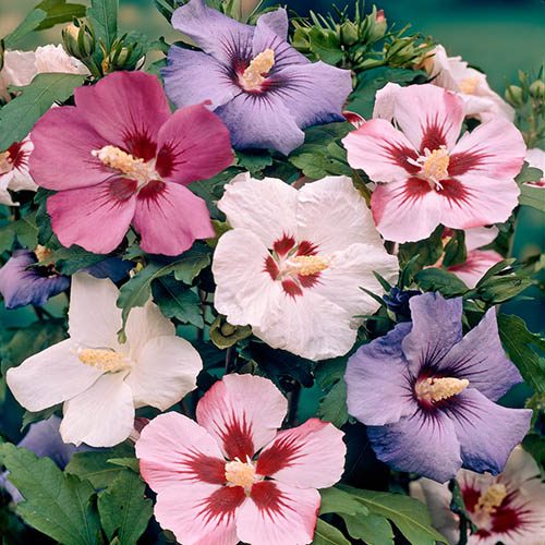 Hardy Hibiscus Syriacus Mixed