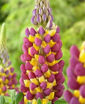 Hardy Lupin Manhattan Lights