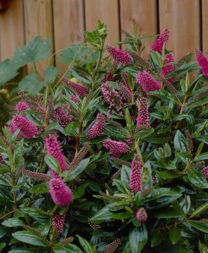 Hebe Raspberry Ripple