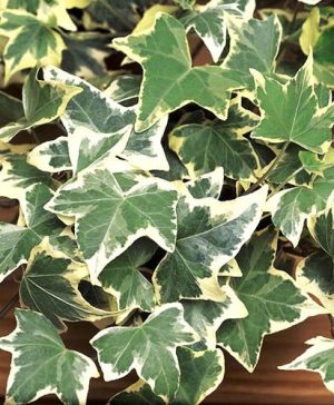 Hedera Glacier 2L pot 1M tall