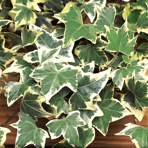 Hedera Glacier 2L pot 1M tall
