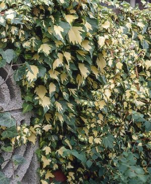 Hedera Goldheart 2L pot 1M tall