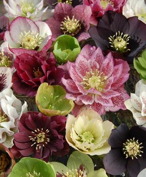 Hellebore Double Queens Mix