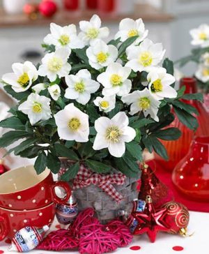 Helleborus niger - Christmas Rose