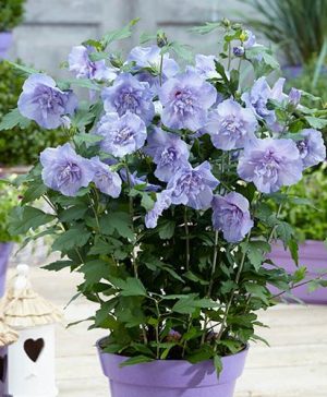 Hibiscus Blue Chiffon