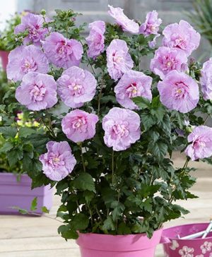 Hibiscus Chiffon Lavender