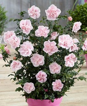 Hibiscus Chiffon Pink