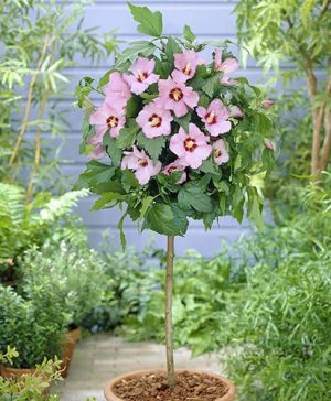 Hibiscus Hamabo standard