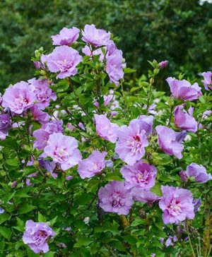 Hibiscus Lavender Chiffon®