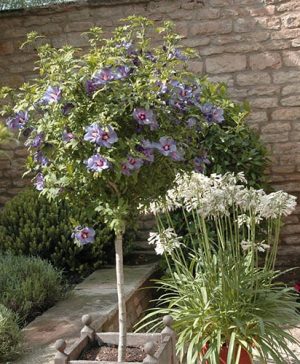 Hibiscus Marina Blue Standard