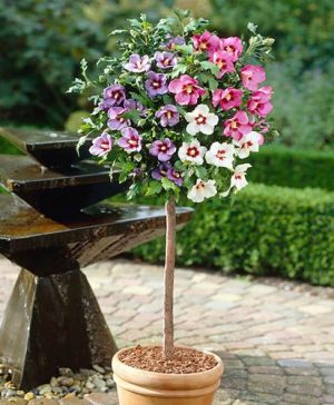 Hibiscus Tricolour Standard