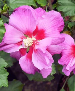 Hibiscus Walbertons Rose Moon