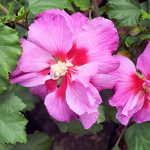 Hibiscus Walbertons Rose Moon