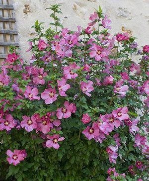Hibiscus 'Woodbridge'