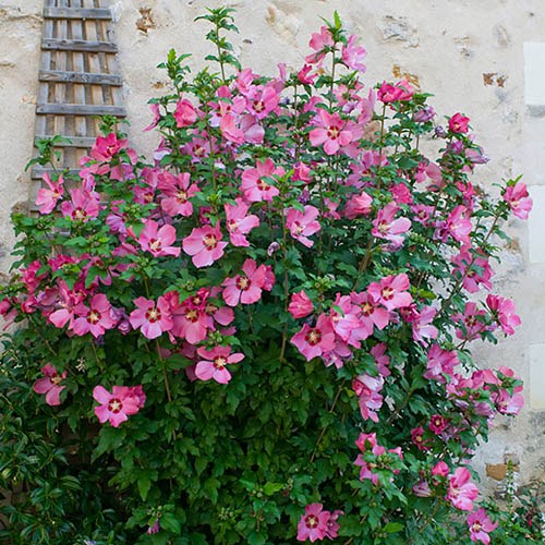 Hibiscus syr. Woodbridge