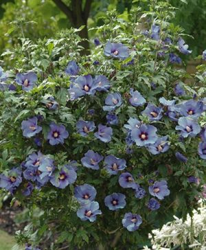 Hibiscus syriacus Marina